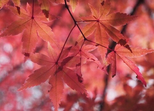 梧桐叶与枫叶的区别图