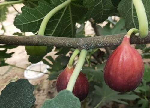 无花果耐寒最低温度
