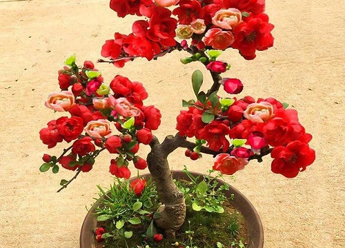 四季海棠多少钱一盆