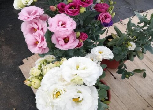 洋桔梗盆栽的养殖方法和注意事项