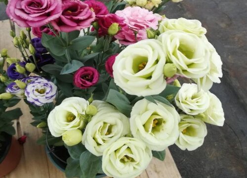 洋桔梗盆栽的养殖方法和注意事项