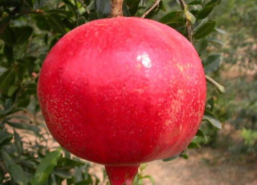 软籽石榴产地在哪里