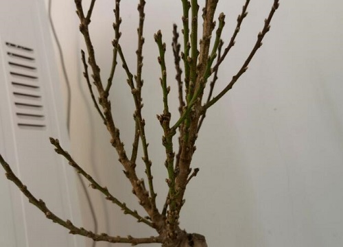 杏树嫁接垂枝碧桃的方法