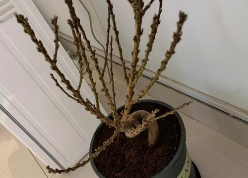 杏树嫁接垂枝碧桃的方法