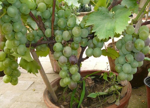 适合北方室内养的盆栽果树