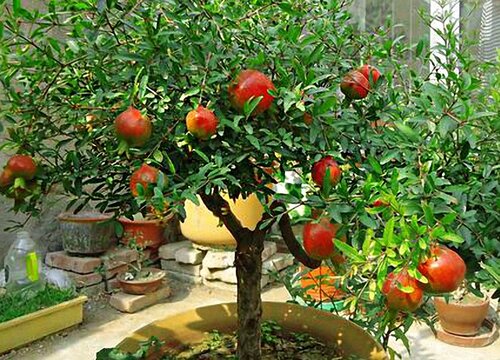 适合北方室内养的盆栽果树