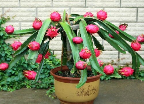 适合北方室内养的盆栽果树