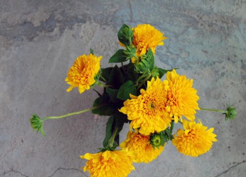 坟前栽菊花对子孙的影响