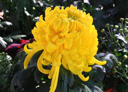 坟前栽菊花对子孙的影响