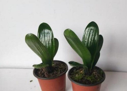 君子兰两边叶子深绿色怎么回事