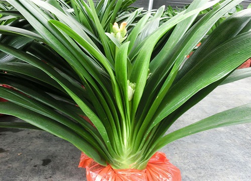 君子兰两边叶子深绿色怎么回事