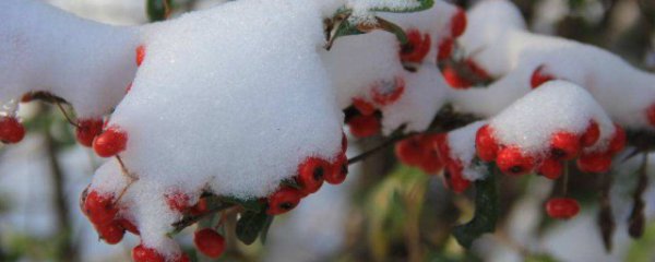 火棘冬天怎么种植