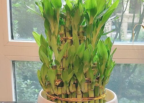 富贵竹呢象征着什么意义