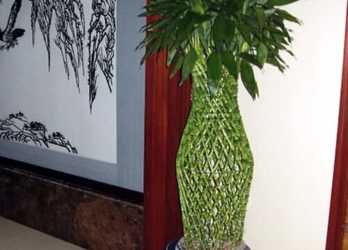 富贵竹呢象征着什么意义