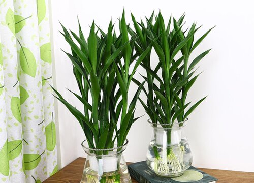 富贵竹呢象征着什么意义