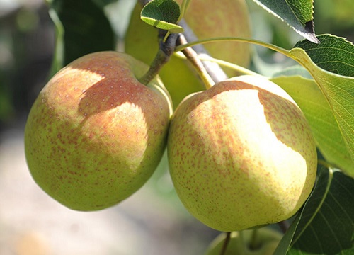 树山梨什么时候上市