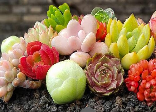 春季如何给多肉施肥植株长得旺