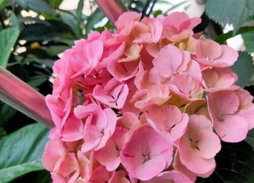 绣球花适合室内养吗