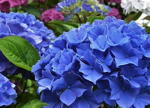 绣球花适合室内养吗