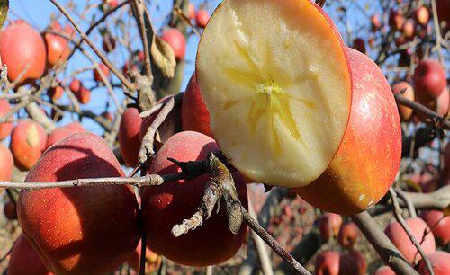 苹果树冬天不落叶好不好
