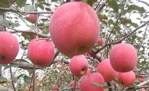苹果树冬天不落叶好不好