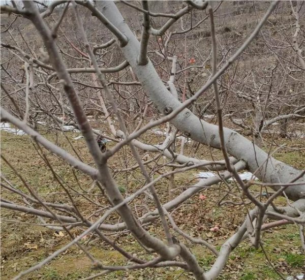 苹果树冬天不落叶好不好