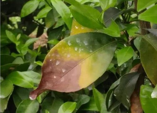 茶叶炭疽病的发病原因及治疗方法