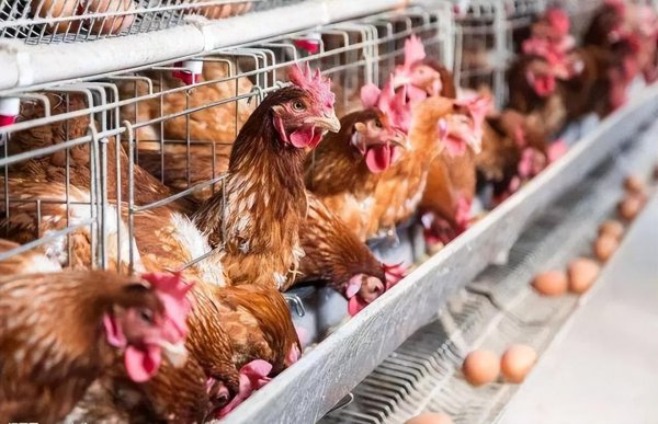 鸡为什么会下蛋分析