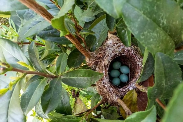 鸡为什么会下蛋分析