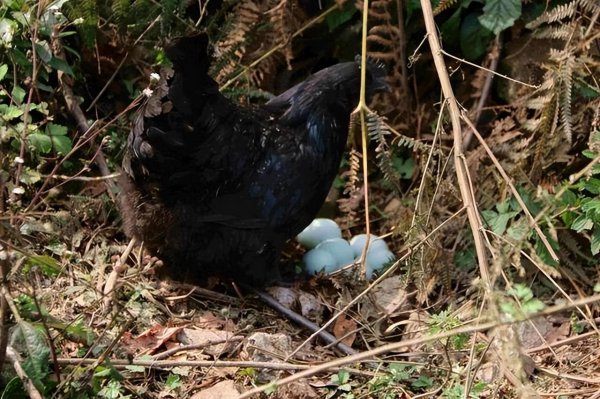 鸡为什么会下蛋分析