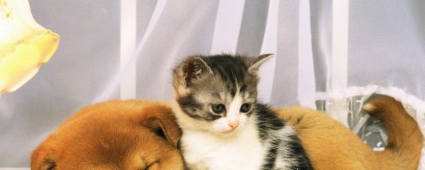 猫毛过敏怎么办