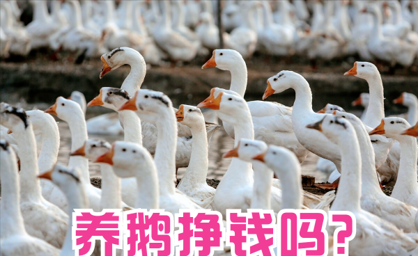 养鹅1000只投资多少钱