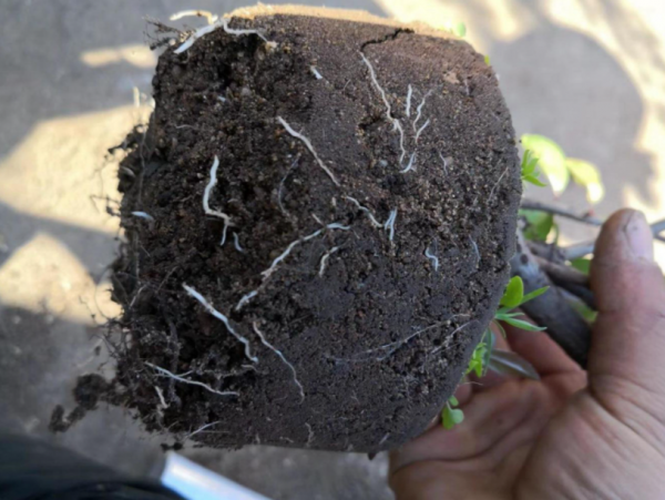 快速生根粉怎么用效果好