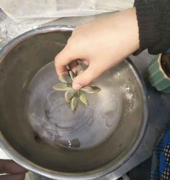 快速生根粉怎么用效果好