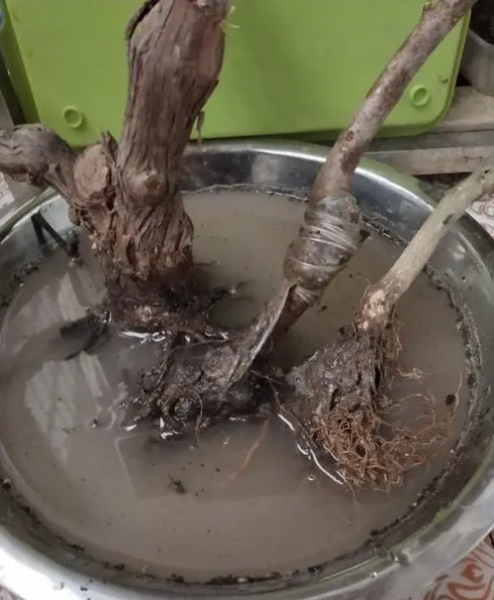 快速生根粉怎么用效果好