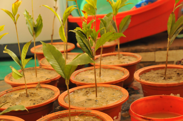 快速生根粉怎么用效果好