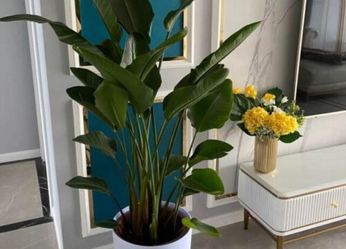 天堂鸟花好养吗