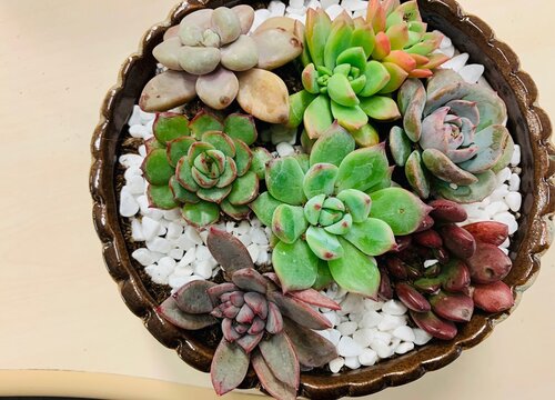 用什么植料养护多肉长得好