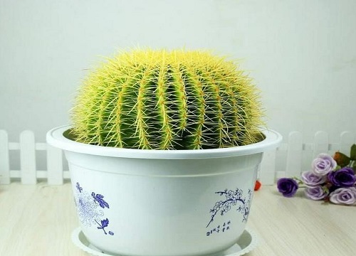 仙人球几月休眠