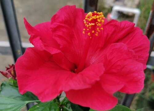 扶桑花一年开几次花