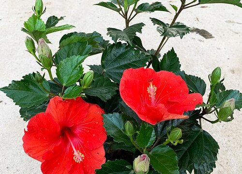 扶桑花一年开几次花