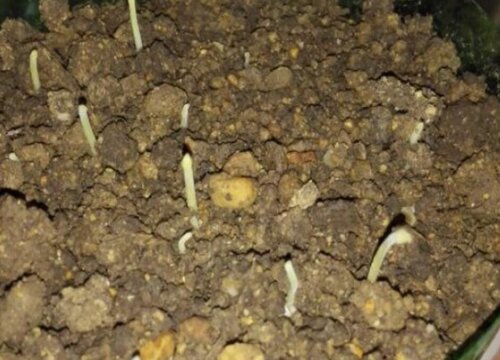 龙眼怎么发芽快