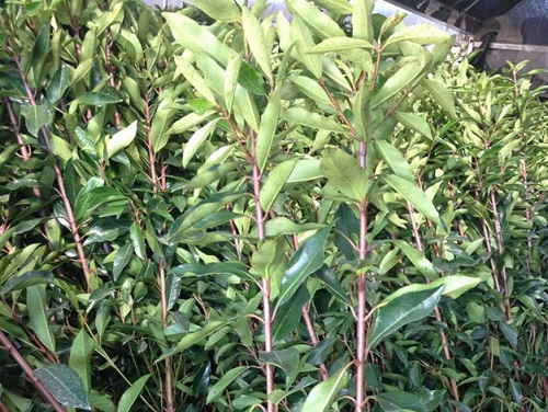 冬青扦插生根最快方法