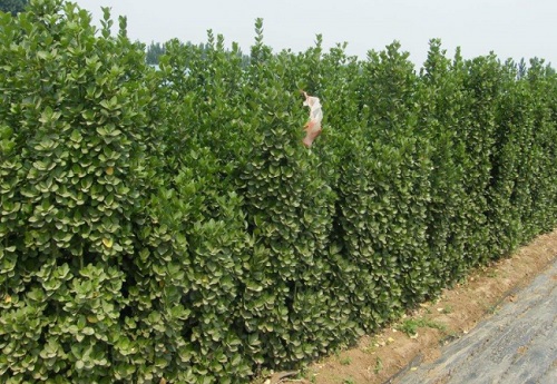 冬青扦插生根最快方法