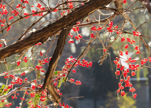 金银忍冬果实能吃吗