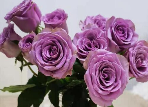 玫瑰花有几种颜色