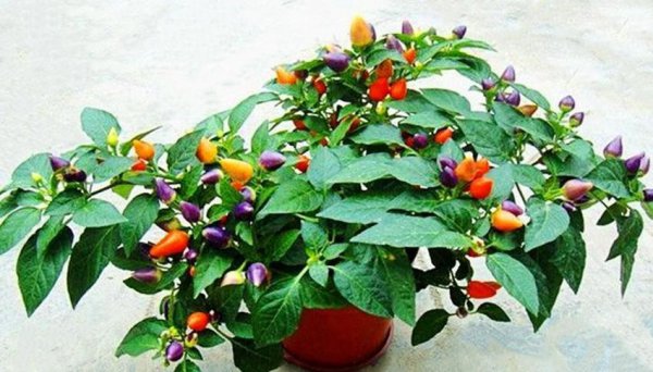 夏天蔬菜有哪些品种