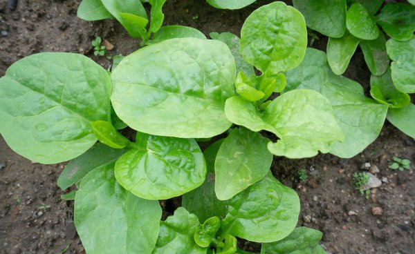 夏天蔬菜有哪些品种