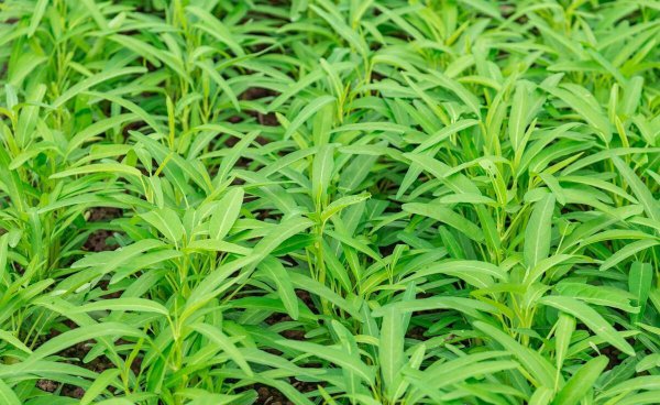 夏天蔬菜有哪些品种