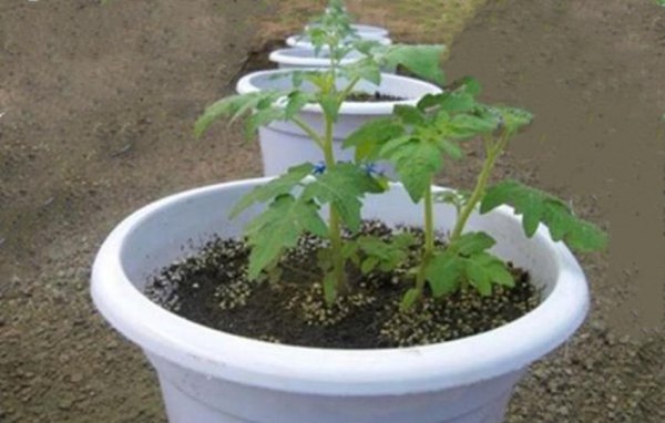 夏天蔬菜有哪些品种